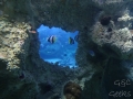 Sydney Sealife Aquarium poissons noir blanc et jaune