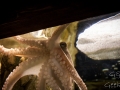Sydney Sealife Aquarium poulpito 2