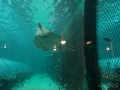 Sydney Sealife Aquarium raiemanta qui sourit
