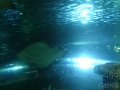 Sydney Sealife Aquarium raiemanta