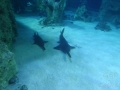 Sydney Sealife Aquarium requins feignants