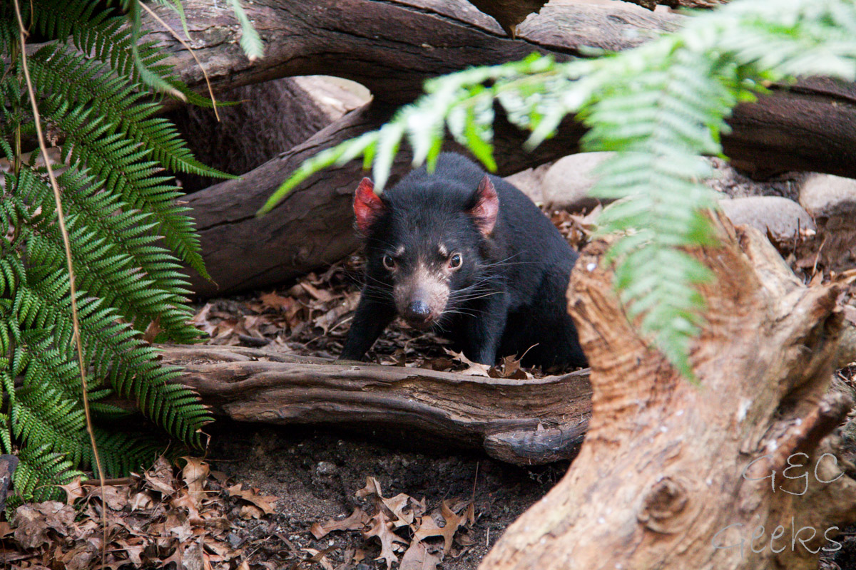 Wildlife Sydney Zoo Diable de Tasmanie 2