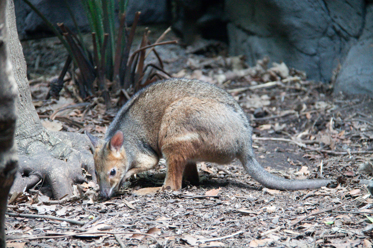 Wildlife Sydney Zoo Kangourou 3