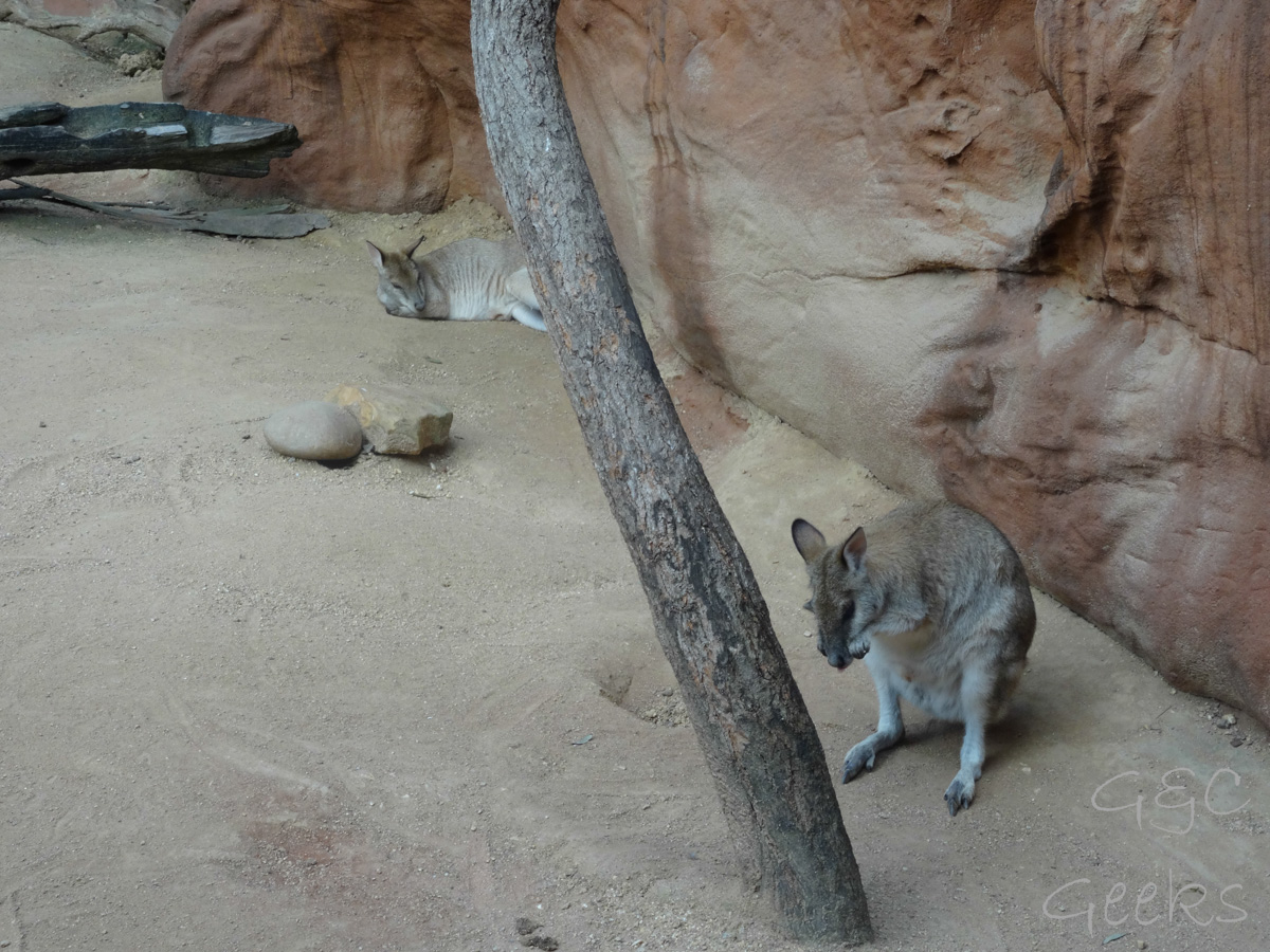 Wildlife Sydney Zoo Kangourou  8