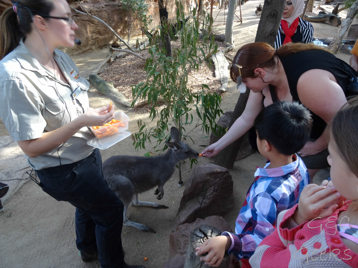 Wildlife Sydney Zoo Kangourou et carole 2