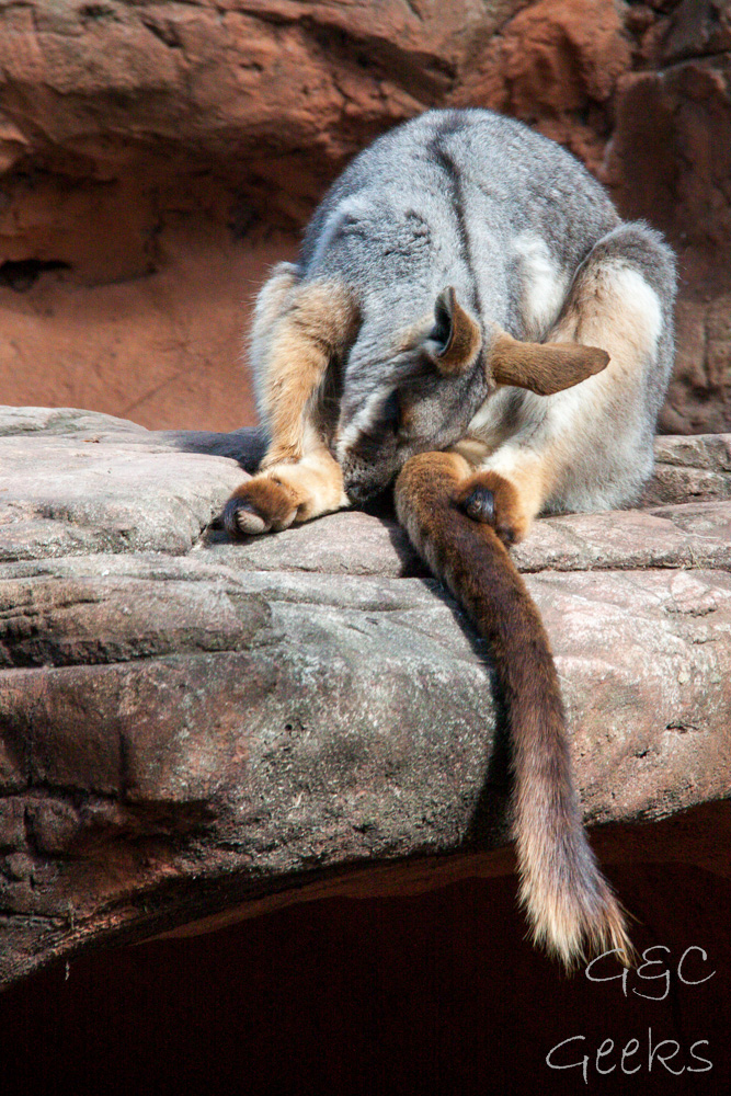 Wildlife Sydney Zoo Kangourou