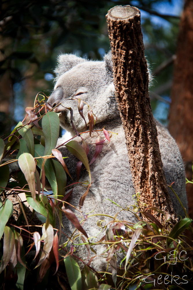 Wildlife Sydney Zoo Koala (2)