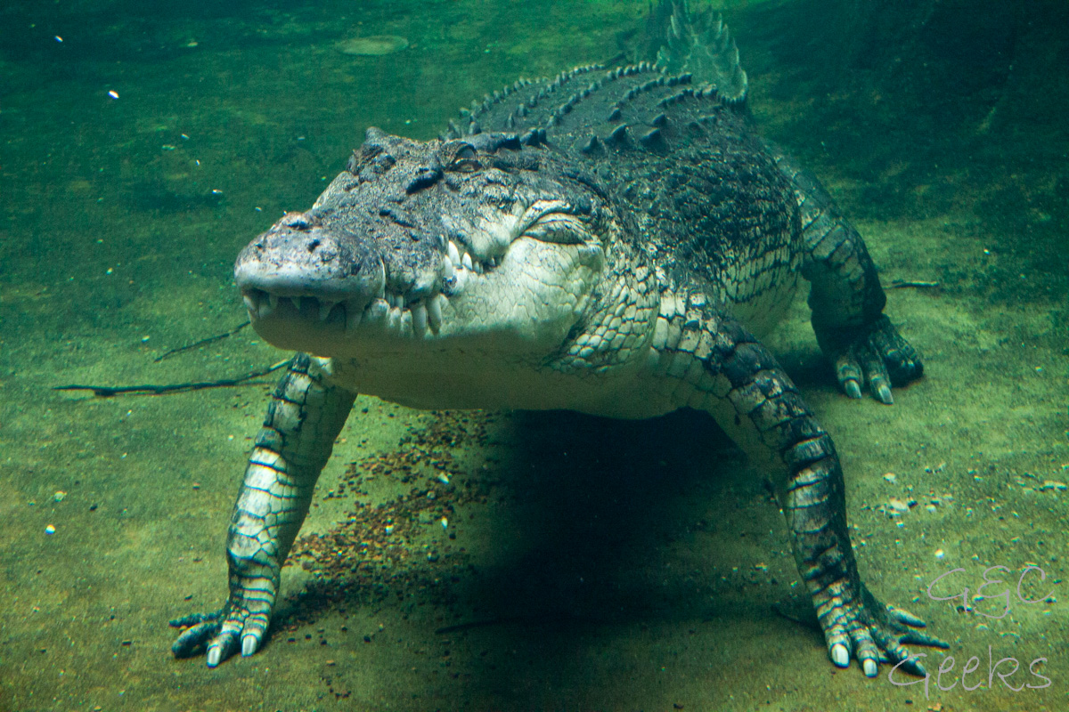 Wildlife Sydney Zoo crocodile 2