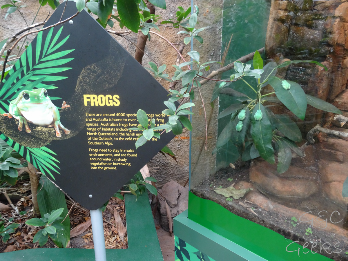 Wildlife Sydney Zoo grenouilles