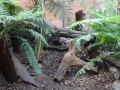 Wildlife Sydney Zoo Diable de Tasmanie 4