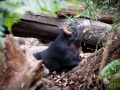 Wildlife Sydney Zoo Diable de Tasmanie