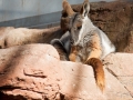 Wildlife Sydney Zoo Kangourou (2)