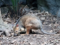 Wildlife Sydney Zoo Kangourou 3