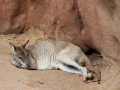 Wildlife Sydney Zoo Kangourou 4