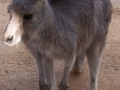 Wildlife Sydney Zoo Kangourou 5