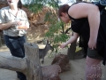 Wildlife Sydney Zoo Kangourou et carole