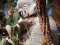 Wildlife Sydney Zoo Koala (2)