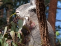 Wildlife Sydney Zoo Koala 3