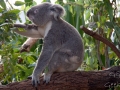 Wildlife Sydney Zoo Koala 5