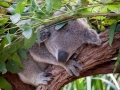 Wildlife Sydney Zoo Koala 6