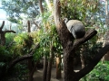Wildlife Sydney Zoo Koala 7