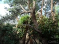 Wildlife Sydney Zoo Koala  9