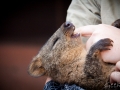 Wildlife Sydney Zoo Quokka 2