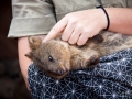 Wildlife Sydney Zoo Quokka 3