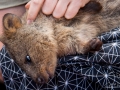 Wildlife Sydney Zoo Quokka 4