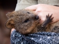 Wildlife Sydney Zoo Quokka