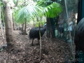 Wildlife Sydney Zoo casowar 2