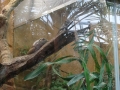 Wildlife Sydney Zoo crapaud
