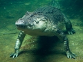 Wildlife Sydney Zoo crocodile 2