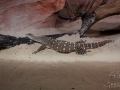 Wildlife Sydney Zoo crocodiles
