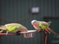 Wildlife Sydney Zoo oiseau 4