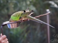 Wildlife Sydney Zoo oiseau 5