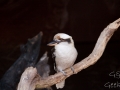 Wildlife Sydney Zoo oiseau 6