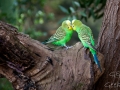 Wildlife Sydney Zoo oiseau 7