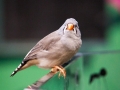 Wildlife Sydney Zoo oiseau