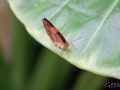 Wildlife Sydney Zoo papillon 2