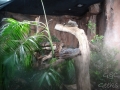 Wildlife Sydney Zoo serpent 2