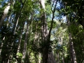 arbres hauts kondalilla falls