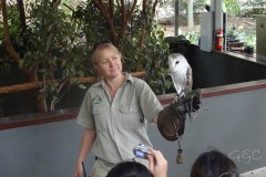 QLD - Lone Pine Koala Sanctuary