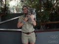 lone pine koala sanctuary animatrice et koala