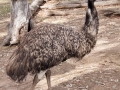 lone pine koala sanctuary autruche