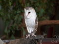 lone pine koala sanctuary chouette 2