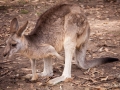 lone pine koala sanctuary kangourou