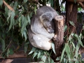 lone pine koala sanctuary koala dort