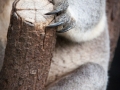 lone pine koala sanctuary koala griffes