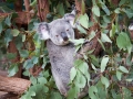 lone pine koala sanctuary koala qui mange 2